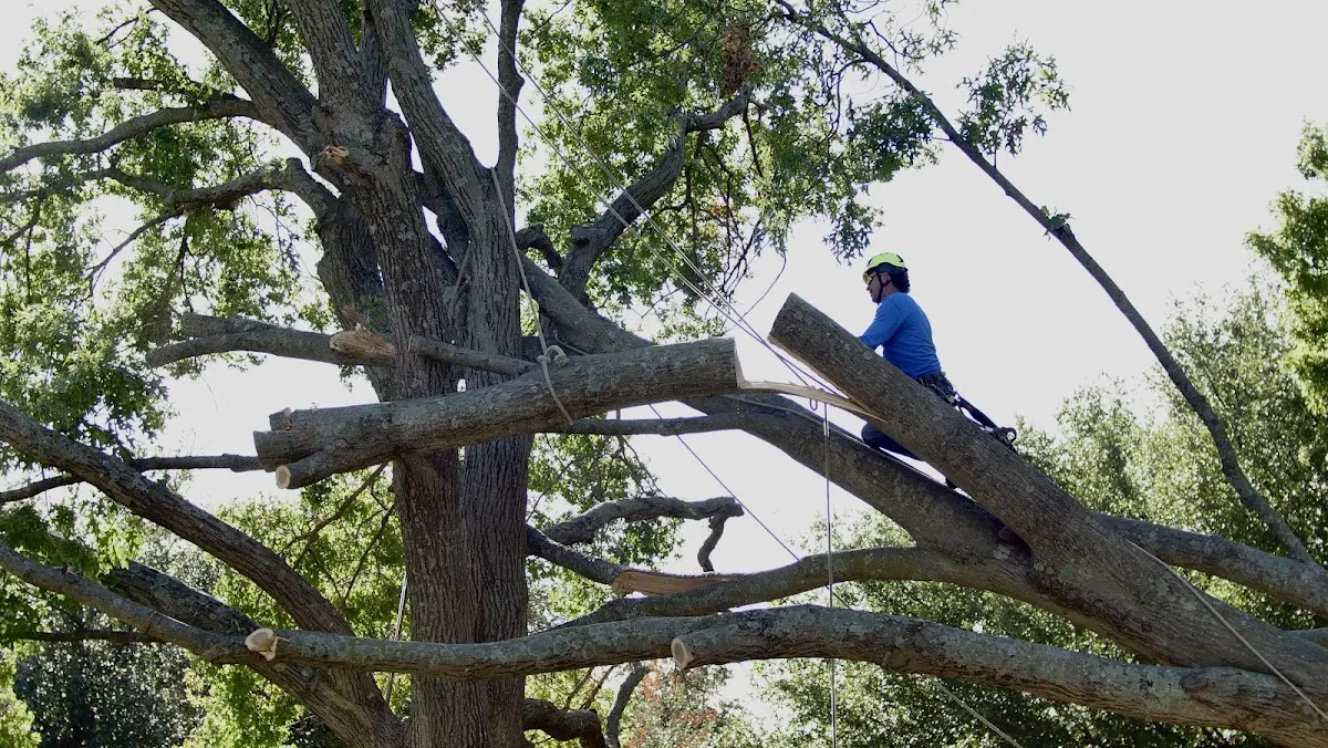 Professional Crown Thinning performed by certified arborists in Dubach